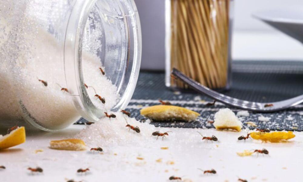 Sugar Ants in Kitchen? Tiny Terror and Big Solutions!